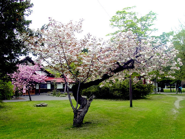 200518sakura1.jpg