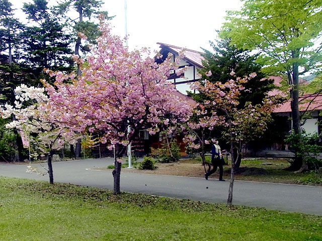 200518sakura2.jpg