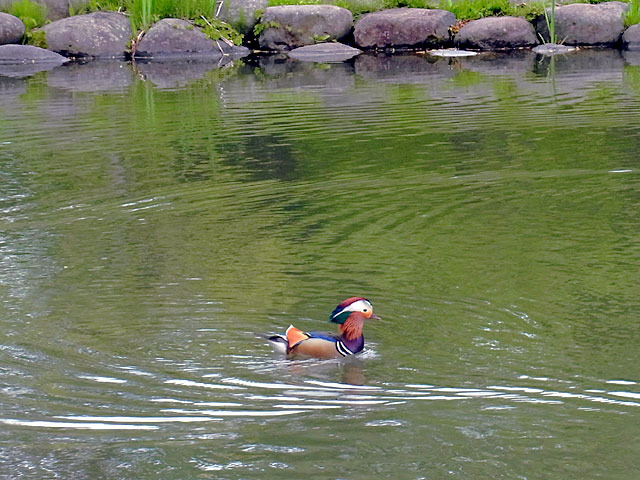 200526osidori.jpg