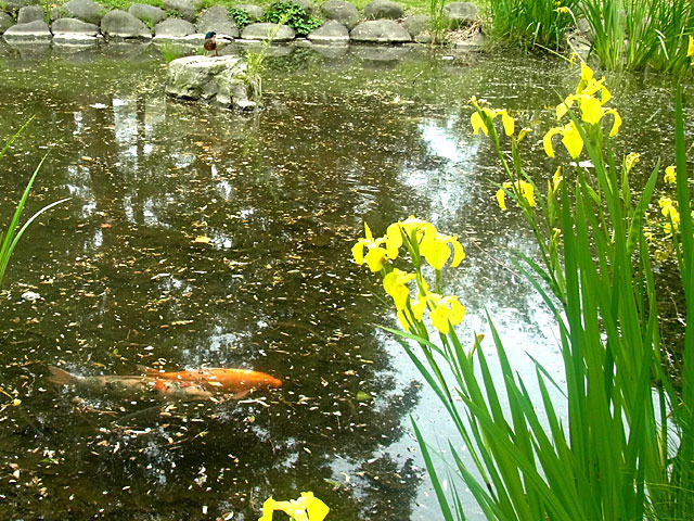 200614koi.jpg