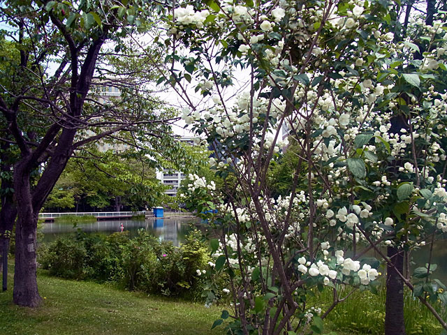 200623hana.jpg