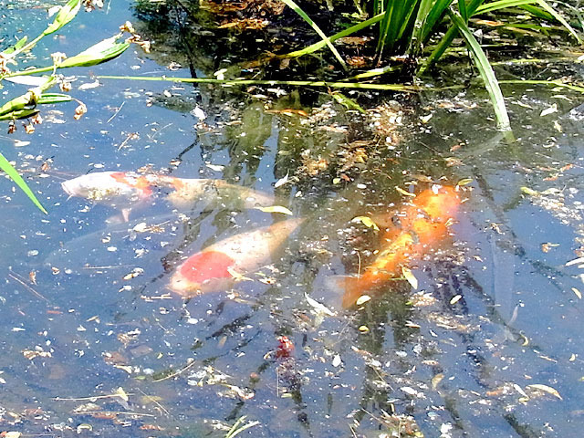 200624koi.jpg