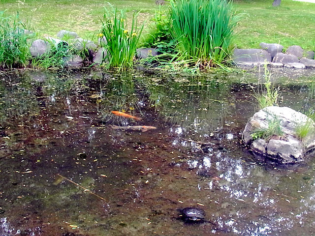 200627kamekoi.jpg
