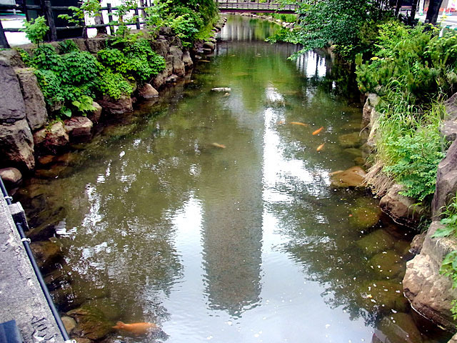 200628koi1.jpg