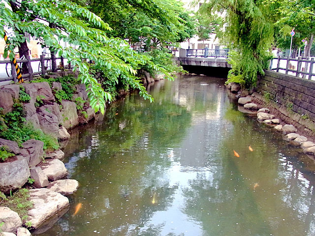 200628koi2.jpg