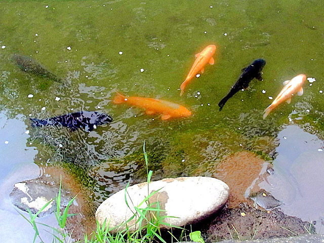 200628koi3.jpg