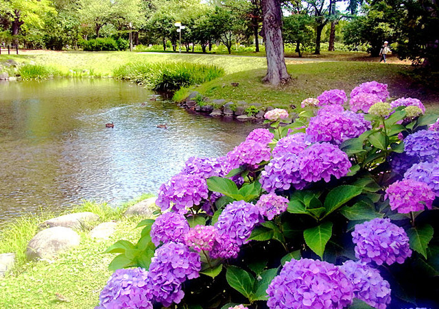 200803ajisai.jpg