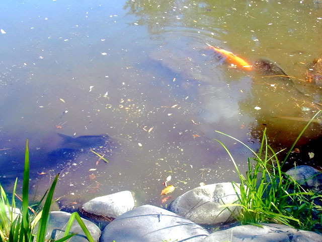 200905koi.jpg