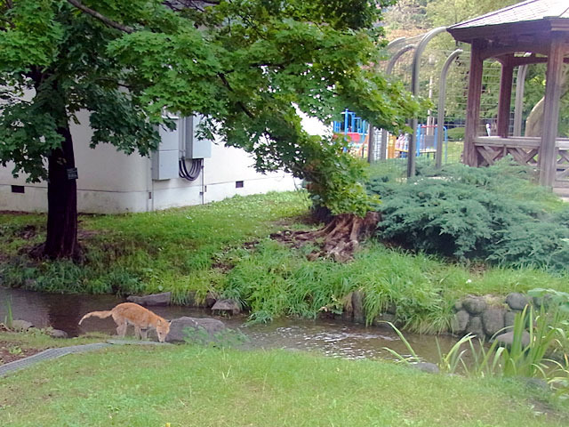 200918kitune2.jpg