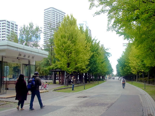 201007ichonamiki.jpg