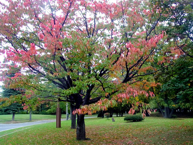 201007kouyou4.jpg
