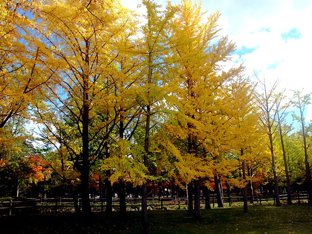 201025kouyou2.jpg