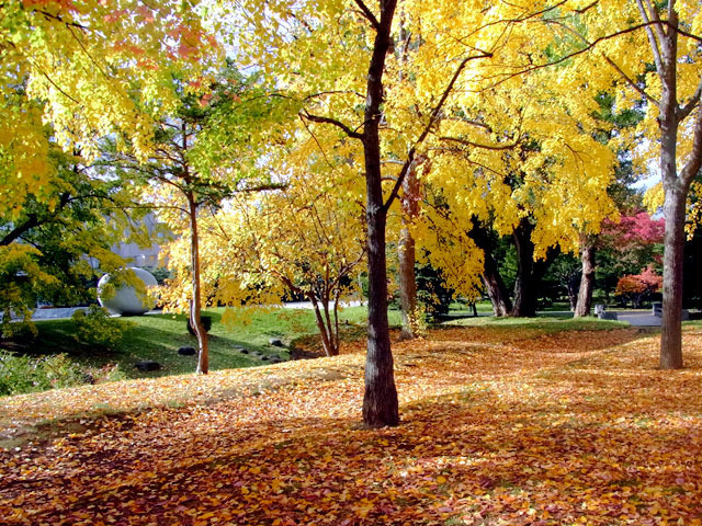 201027kouyou1.jpg