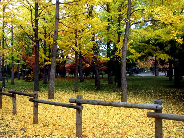 201029kouyou1.jpg