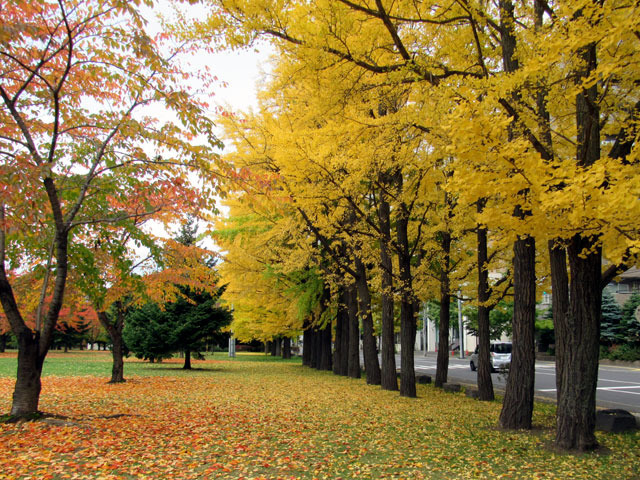201101ichou.jpg