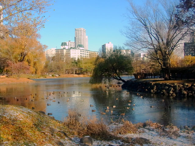 201202kamo.jpg