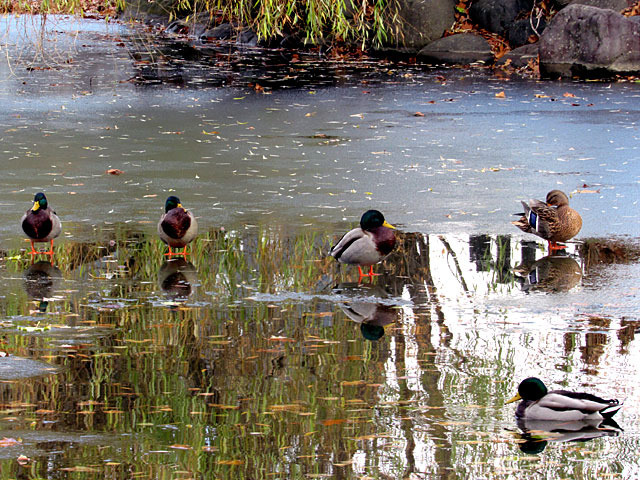 201205magamo1.jpg