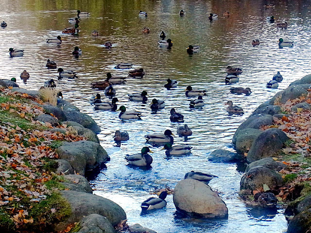 201208magamo.jpg