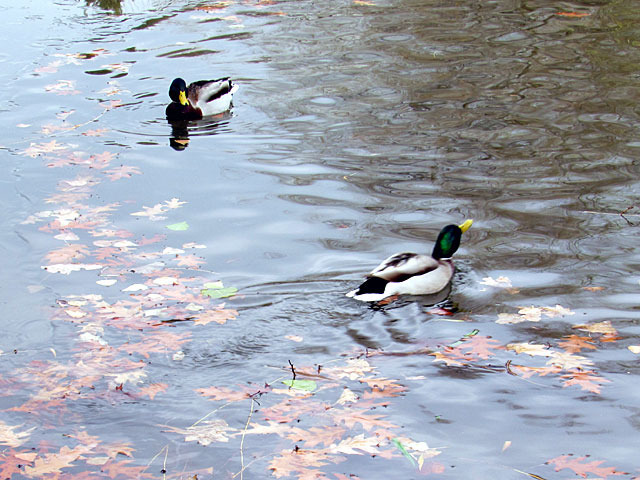 201211magamo3.jpg