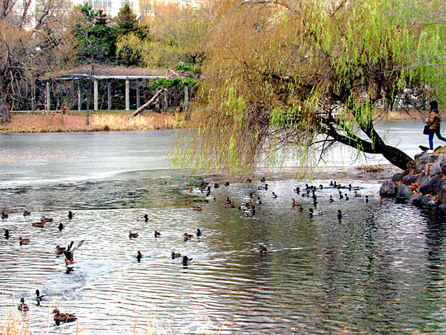 201211magamo5.jpg