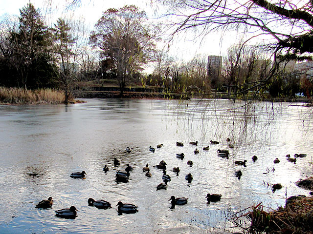 201212magamo4.jpg