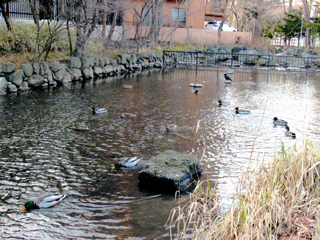 201212magamo6.jpg