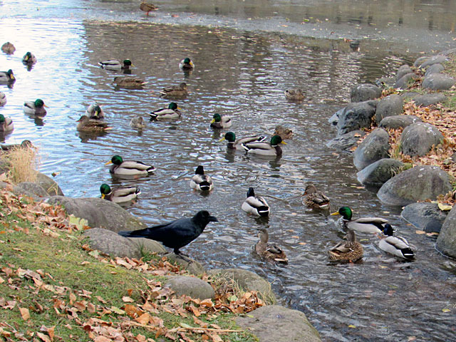 201213kogamo4.jpg