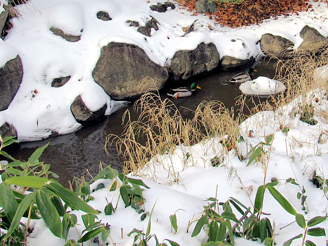 20123ogawa.jpg