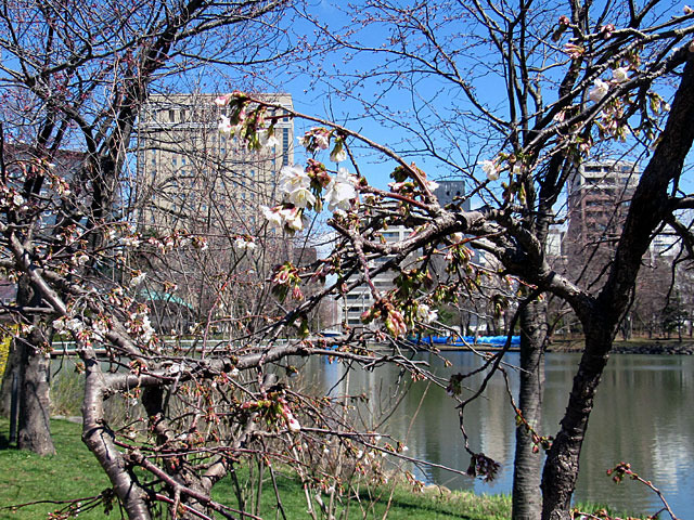 210422sakura4.jpg