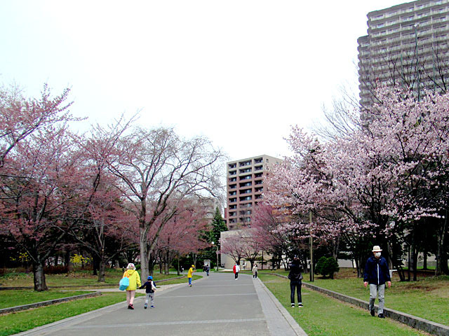 210424sakura9.jpg