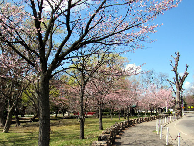 210426sakura7.jpg
