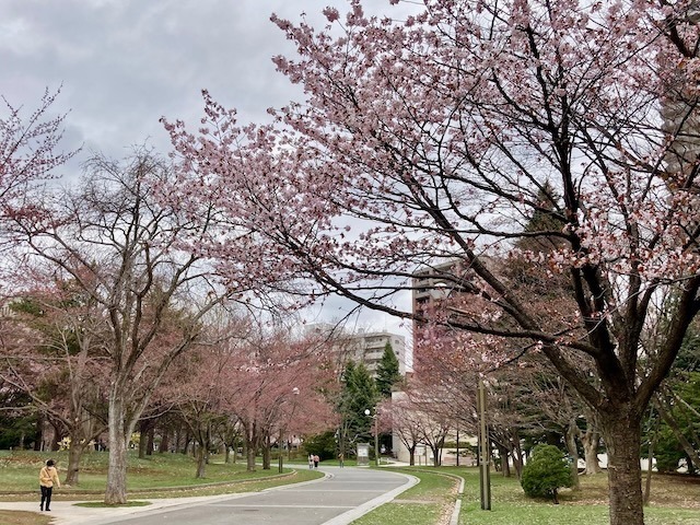 230419sakura10.jpeg