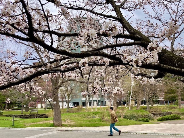 230419sakura12.jpeg