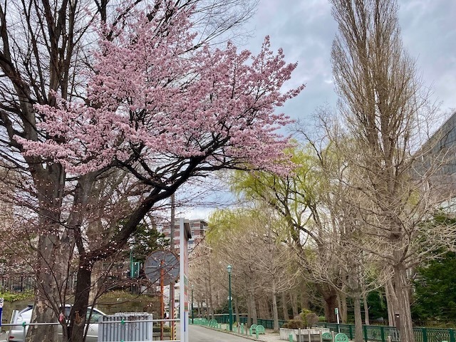 230419sakura13.jpeg