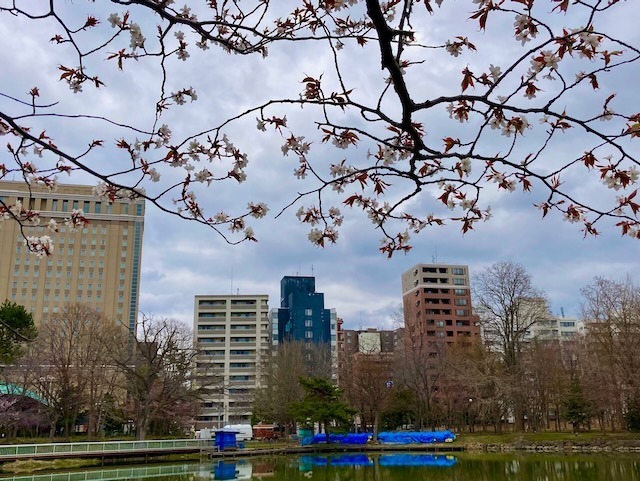 230419sakura6.jpeg