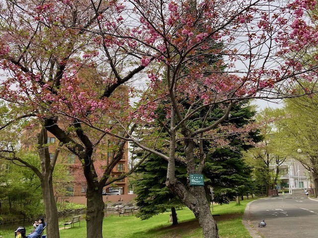 230504yaezakura1.jpeg