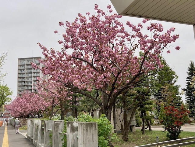 230504yaezakura4.jpeg