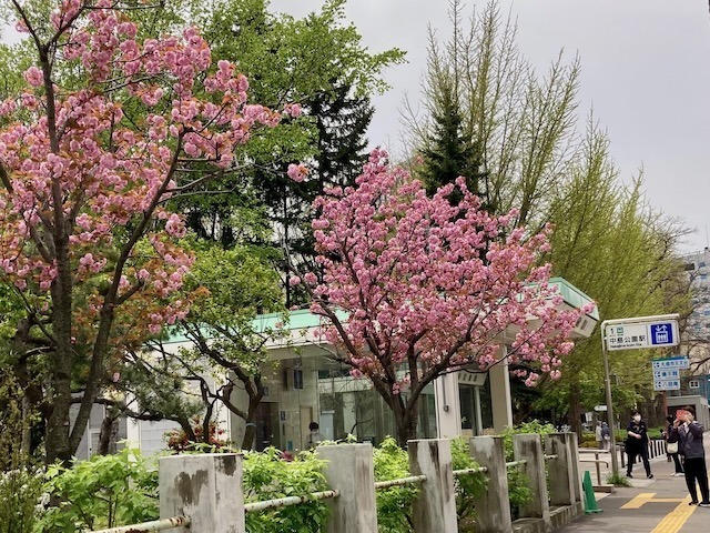 230504yaezakura5.jpeg