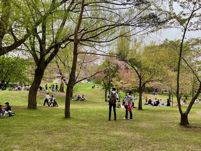 230504yaezakura6.jpeg