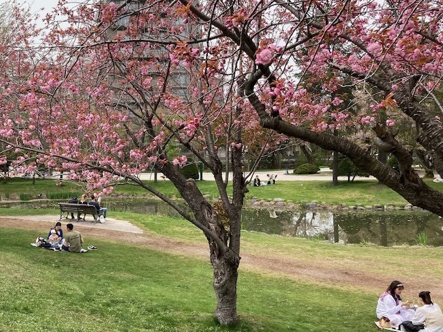 230504yaezakura7.jpeg
