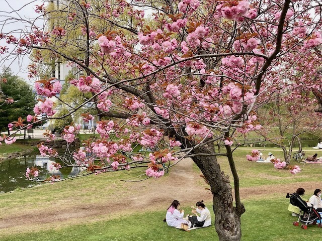 230504yaezakura8.jpeg