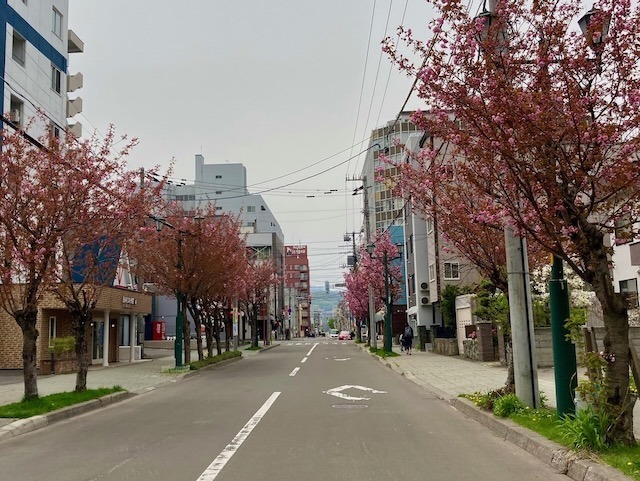 230504yaezakura9.jpeg