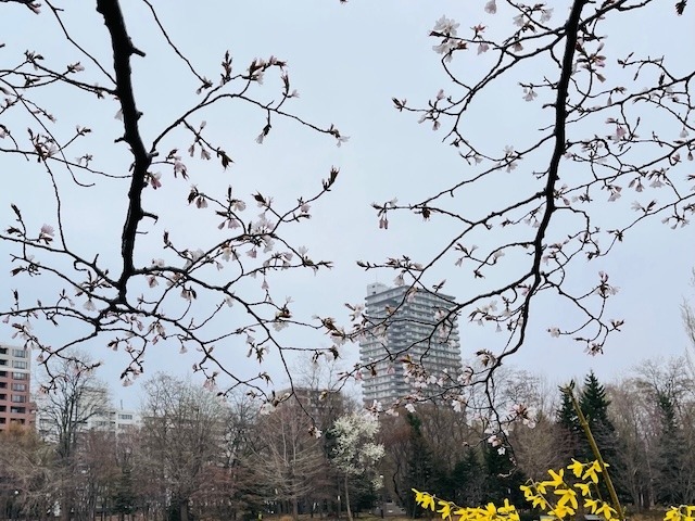 240419kaika2.jpeg