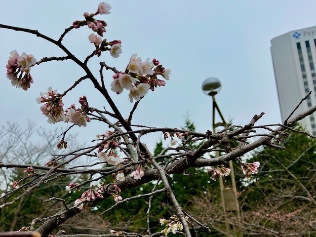 240419kaika4.jpeg