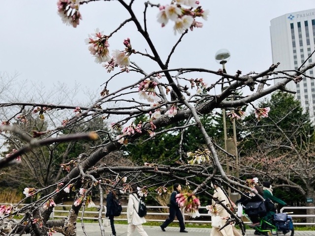 240419kaika5.jpeg