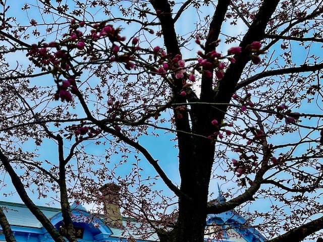 240419kaika7.jpeg