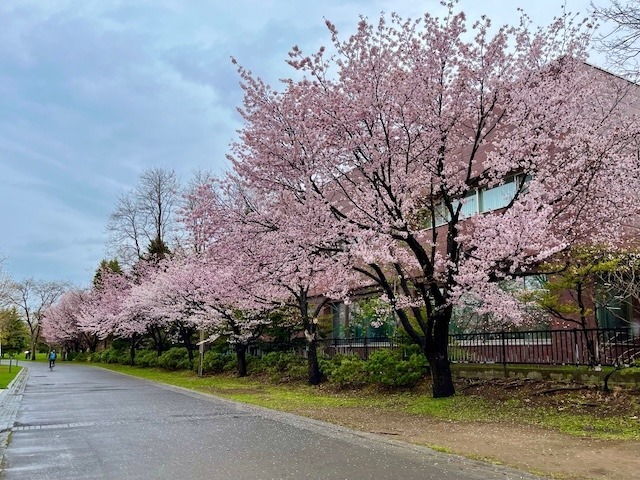 240425sakura2.jpeg