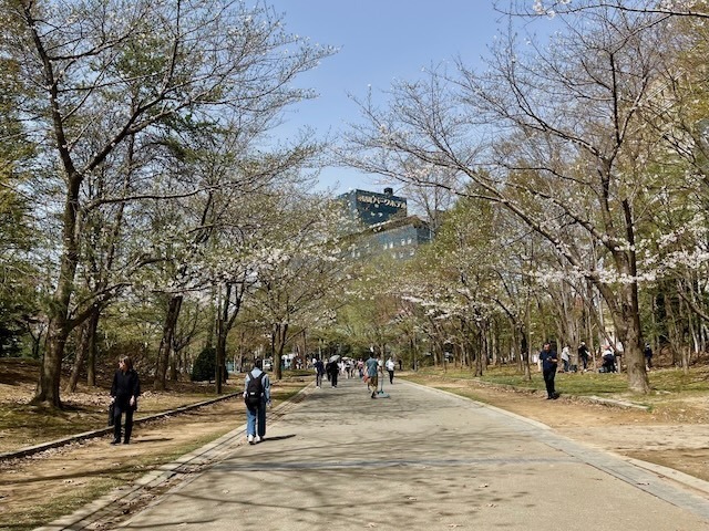 240427sakura3.jpeg