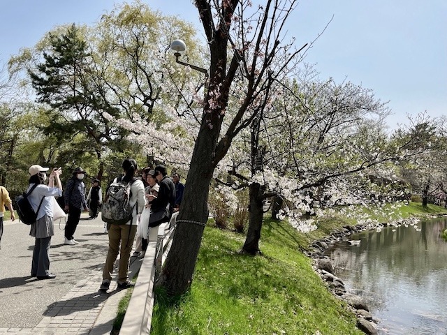 240427sakura4.jpeg