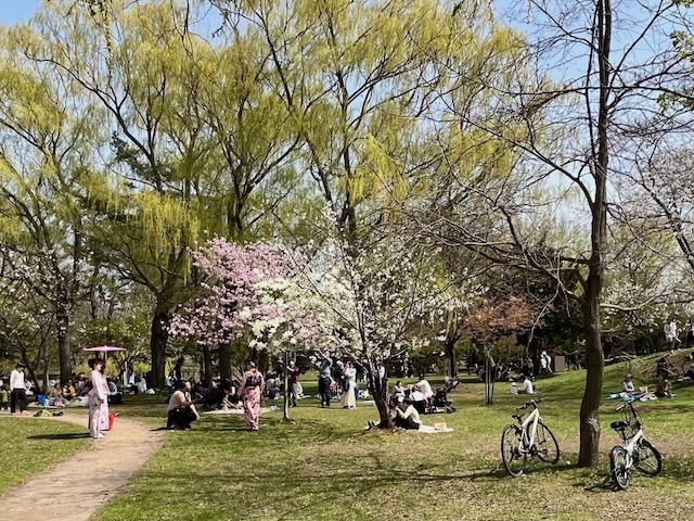240427sakura5.jpeg